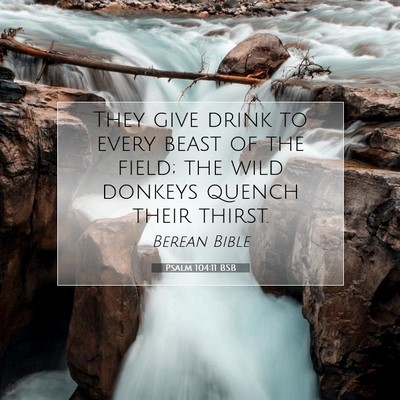 Picture 07 - Psalm 104:11 BSB - They give drink to every beast of the field; the - Bible Verse Picture