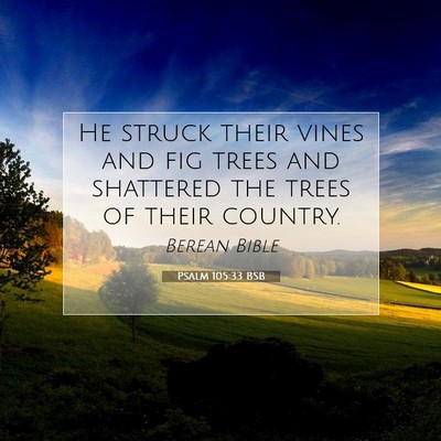 Picture 07 - Psalm 105:33 BSB - He struck their vines and fig trees and shattered - Bible Verse Picture