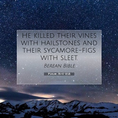 Picture 07 - Psalm 78:47 BSB - He killed their vines with hailstones and their - Bible Verse Picture