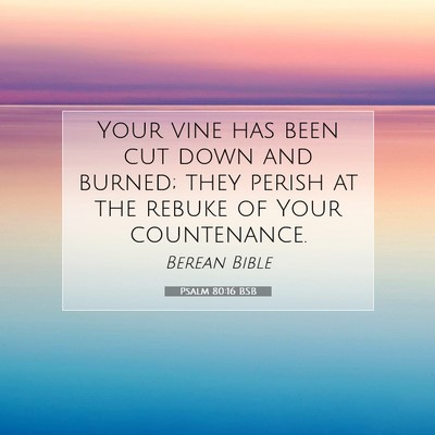 Picture 07 - Psalm 80:16 BSB - Your vine has been cut down and burned; they - Bible Verse Picture