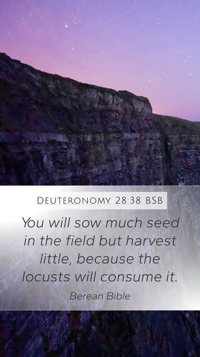 Deuteronomy 28:38 BSB Bible Verse Image