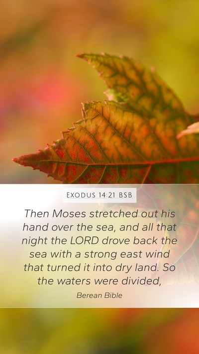 Exodus 14:21 BSB Bible Verse Image