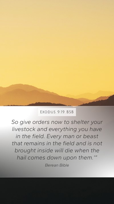 Exodus 9:19 BSB Bible Verse Image