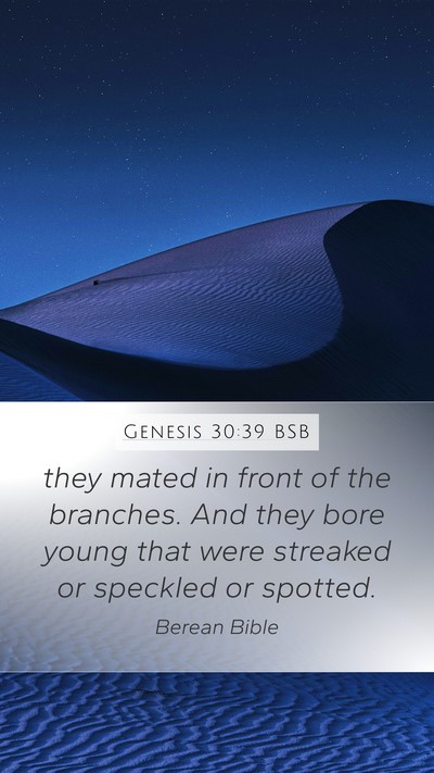 Genesis 30:39 BSB Bible Verse Image