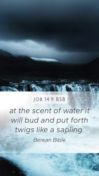 Job 14:9 BSB Mobile Phone Wallpaper - at the scent of water it will bud and put forth - Mobile Bible Verse Wallpaper