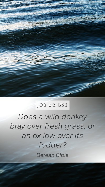 Job 6:5 BSB Bible Verse Image