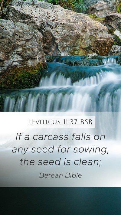 Leviticus 11:37 BSB Mobile Phone Wallpaper - If a carcass falls on any seed for sowing, the - Mobile Bible Verse Wallpaper