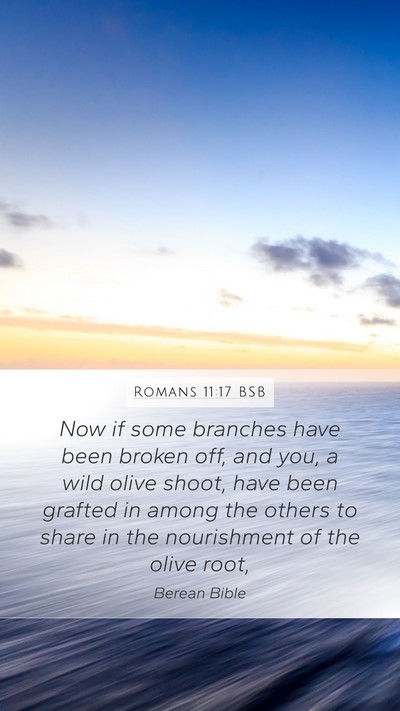 Romans 11:17 BSB Bible Verse Image